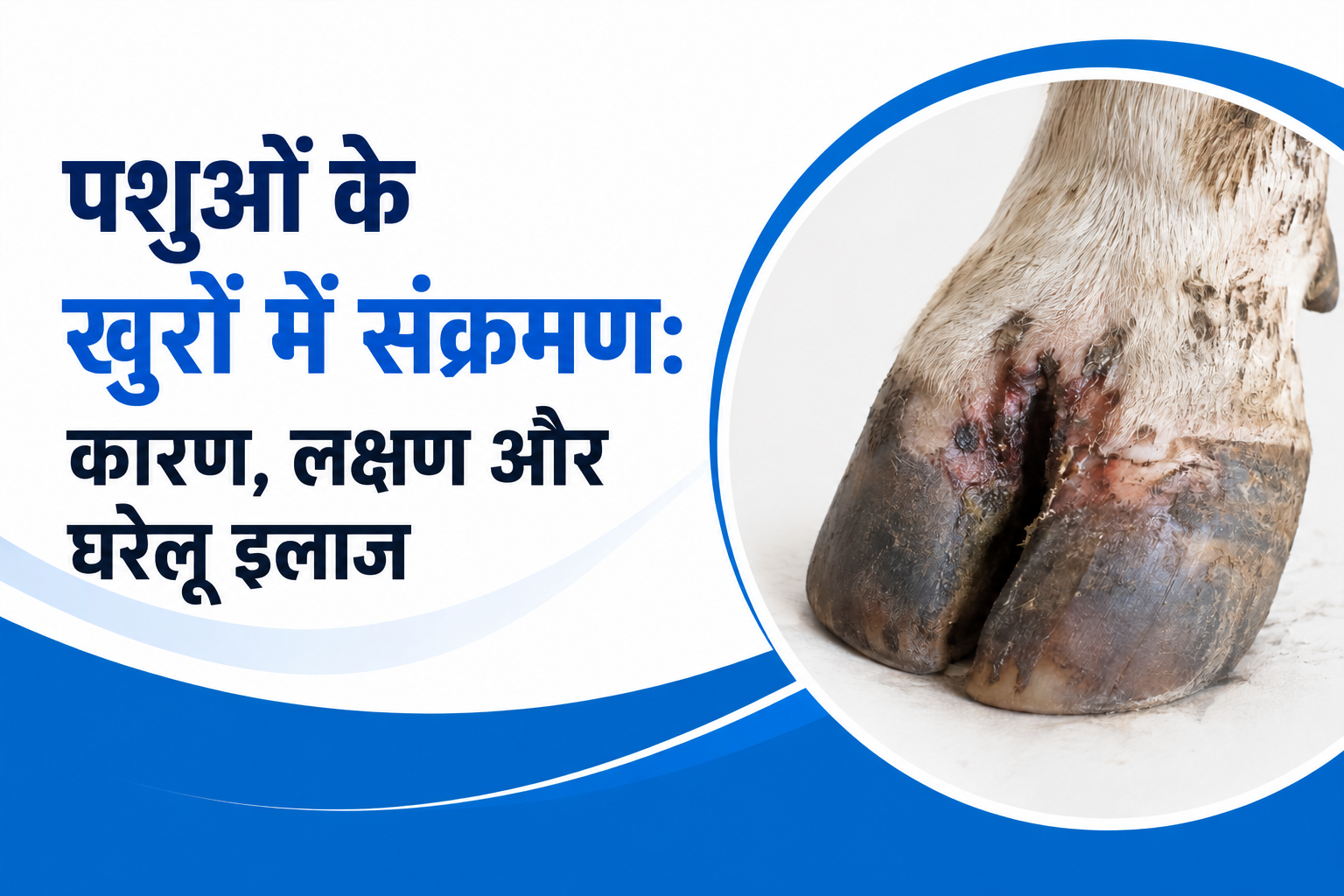 पशुओं के खुरों में संक्रमण: कारण, लक्षण और घरेलू इलाज