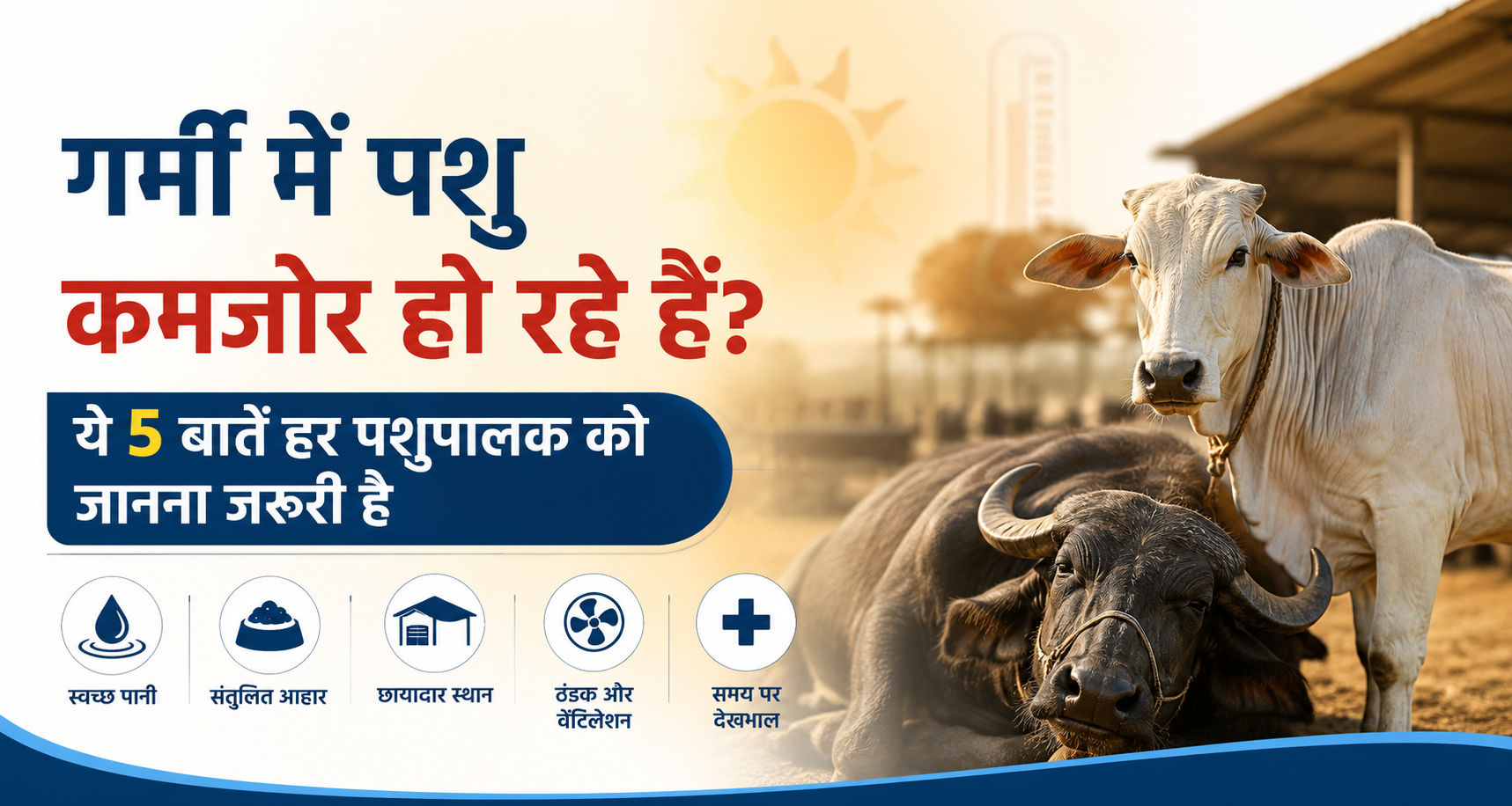 गर्मी में पशु कमजोर हो रहे हैं? ये 5 बातें हर पशुपालक को जानना जरूरी है