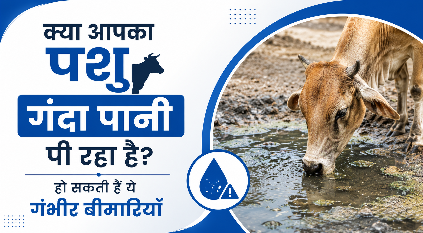 क्या आपका पशु गंदा पानी पी रहा है? हो सकती हैं ये गंभीर बीमारियाँ